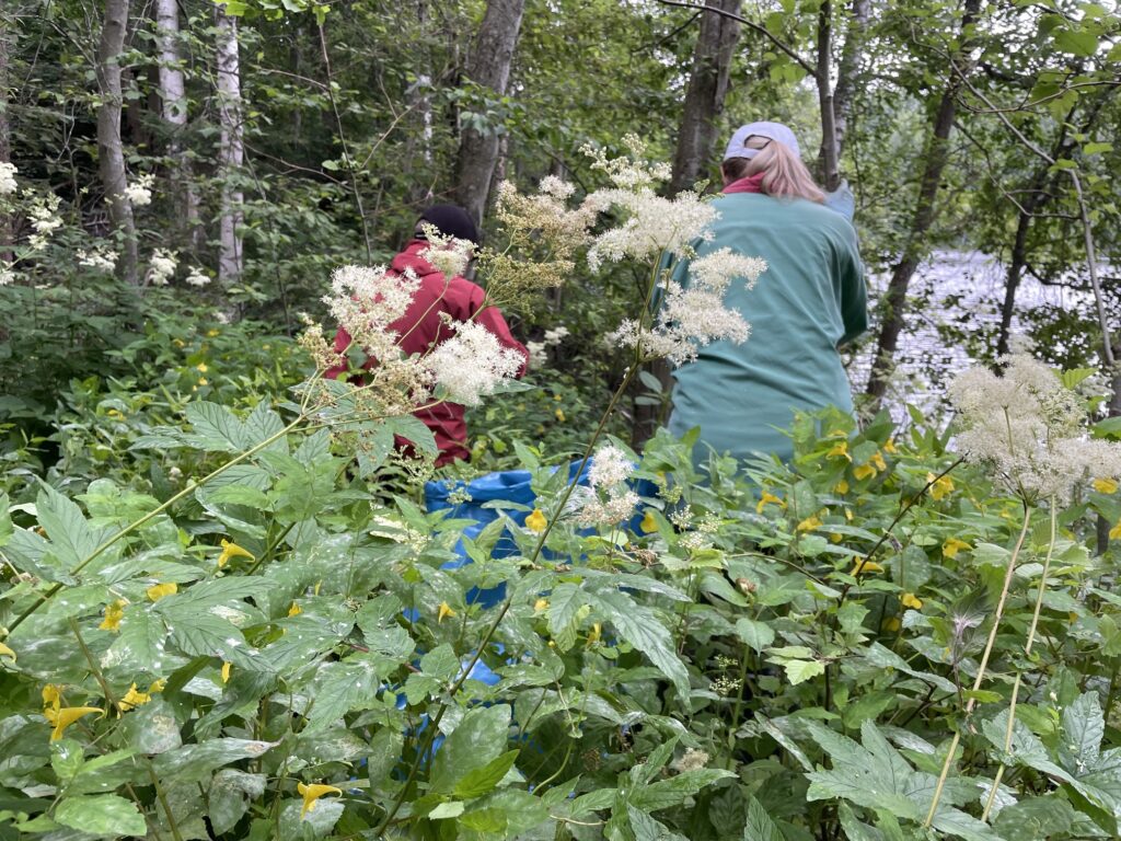 Henkilöitä (osittain näkyvissä) kitkemässä jättipalsamia runsaan keltaisten lehtopalsamien ja vihreän kasvillisuuden keskellä metsän pohjakerroksessa.
