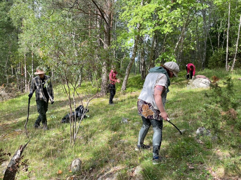 Nelj&auml; henkil&ouml;&auml; raivaamassa niittykasvillisuutta Maatialanharjulla. Etualalla nainen niitt&auml;&auml;, taustalla muut osallistujat kitkev&auml;t ja raivaavat kasvillisuutta ty&ouml;kalujen kanssa.