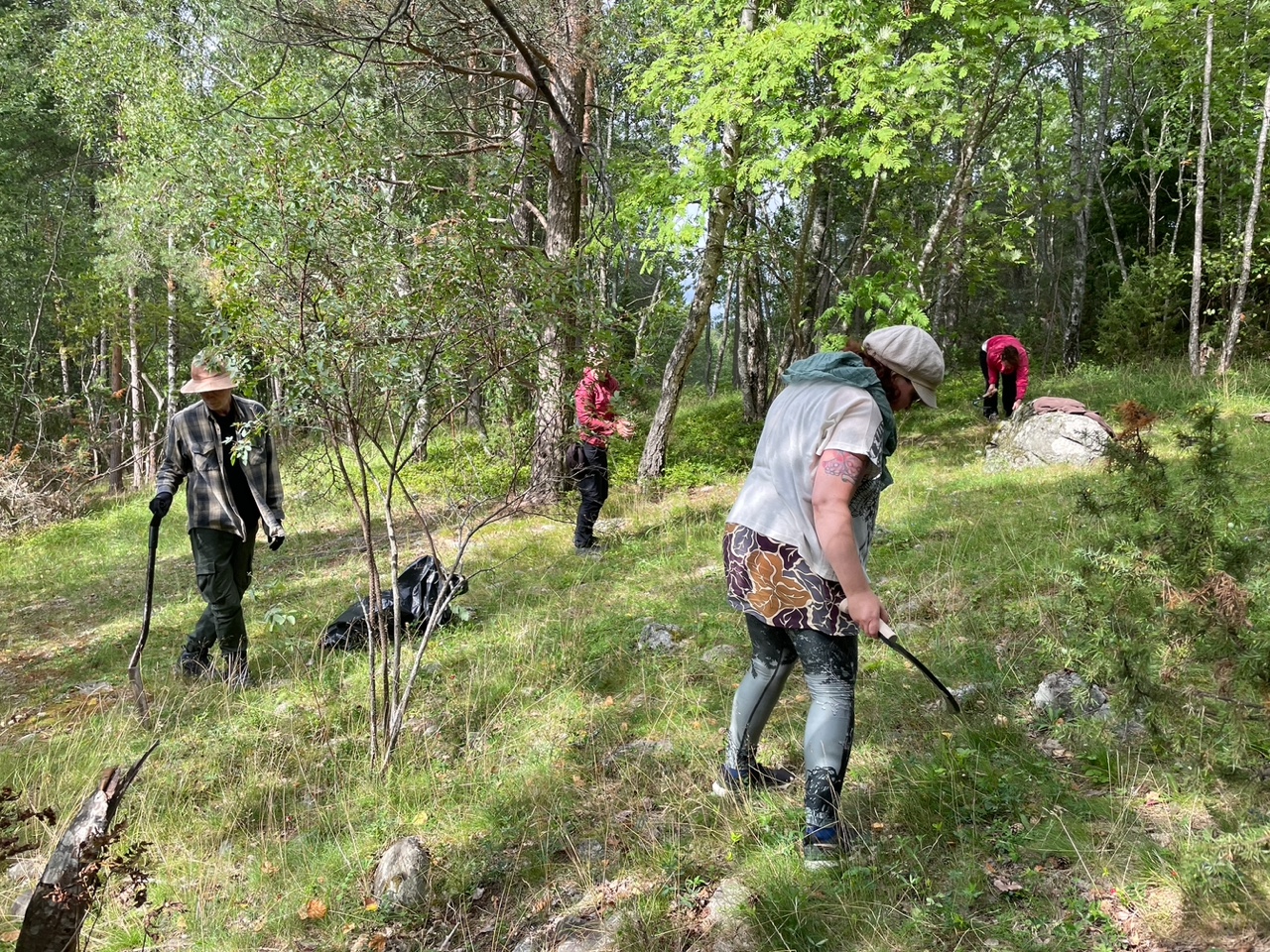 Neljä henkilöä raivaamassa niittykasvillisuutta Maatialanharjulla. Etualalla nainen niittää, taustalla muut osallistujat kitkevät ja raivaavat kasvillisuutta työkalujen kanssa.