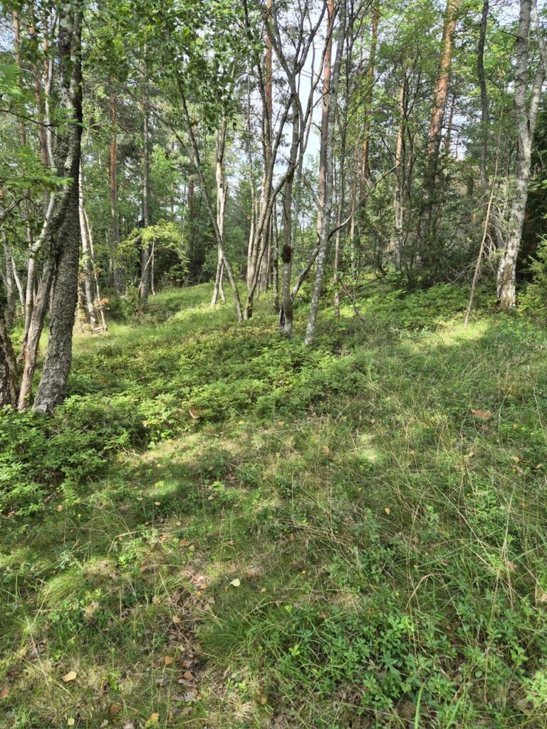 Näkymä kangasmetsään, jossa maastossa kasvaa kasvillisuutta polun molemmin puolin.