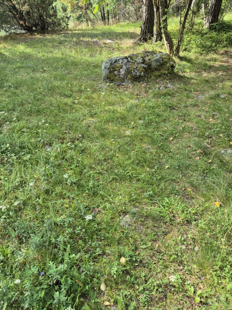 Sammaloitunut ja jäkälän peittämä suuri kivi keskellä niittyaukeaa, taustalla mäntyjä ja koivuja.