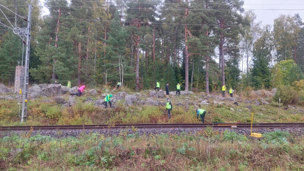 Noin kymmenen huomioliiveihin pukeutunutta talkoolaista raivaa kasvillisuutta kivikkoisella rautatiepenkereellä. Etualalla kulkee sähköistetty rautatie, taustalla mäntyvaltainen metsä. Sää on pilvinen ja syksyinen