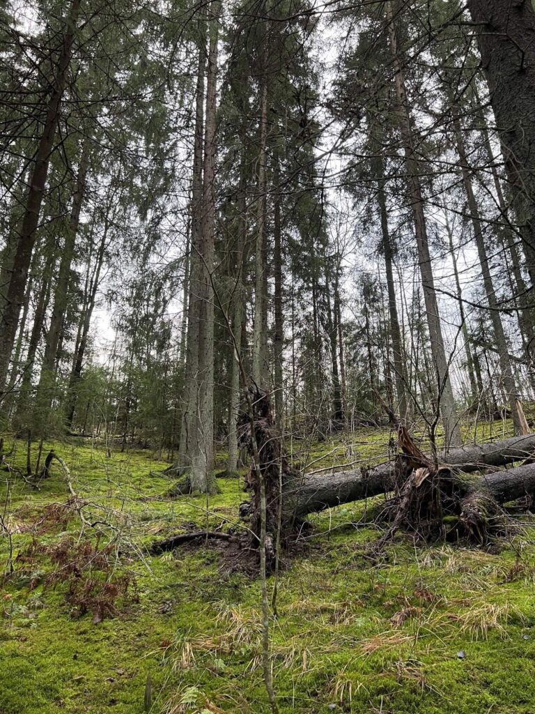 Nukarinkosken lehtometsää