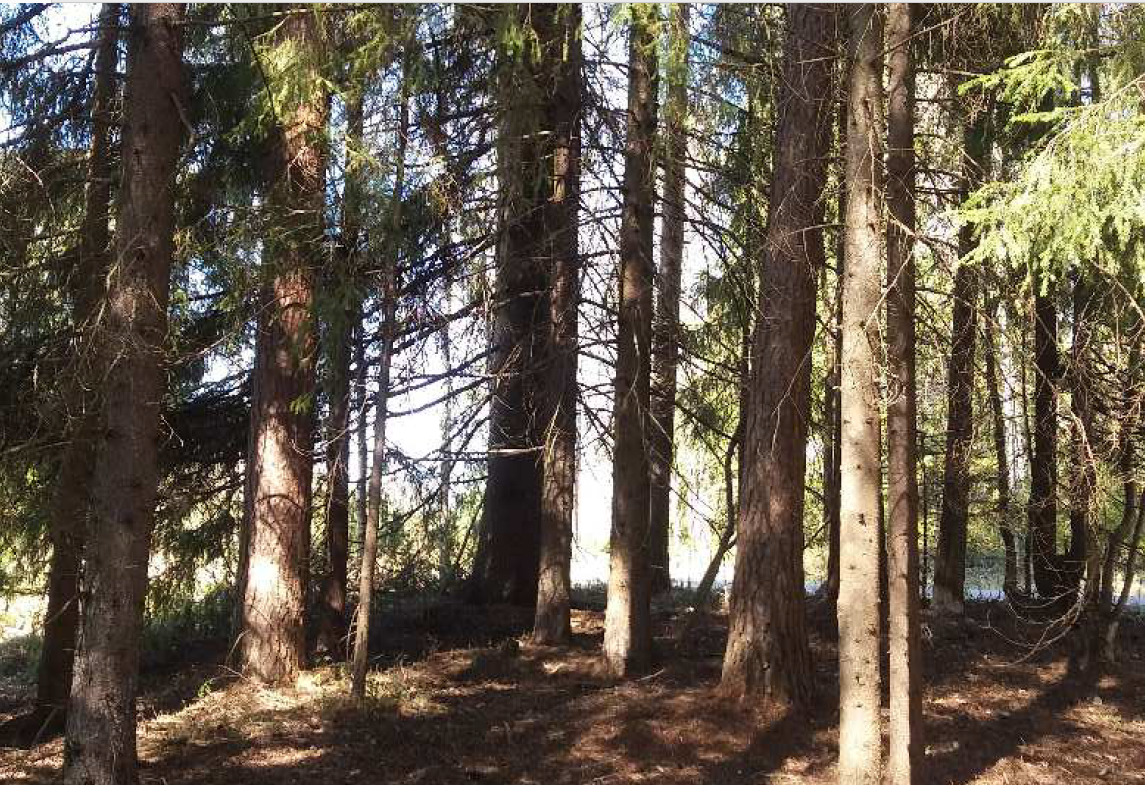 Saarelankankaantien metsää.