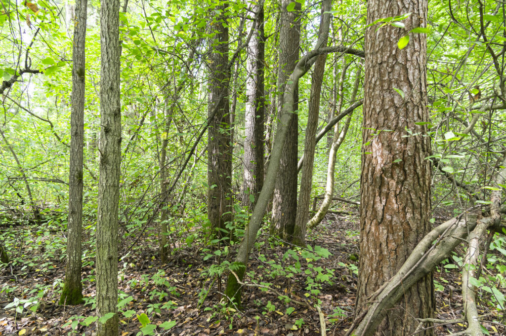 kuvassa on Hietasaaren lahopuurikasta metsää kesällä