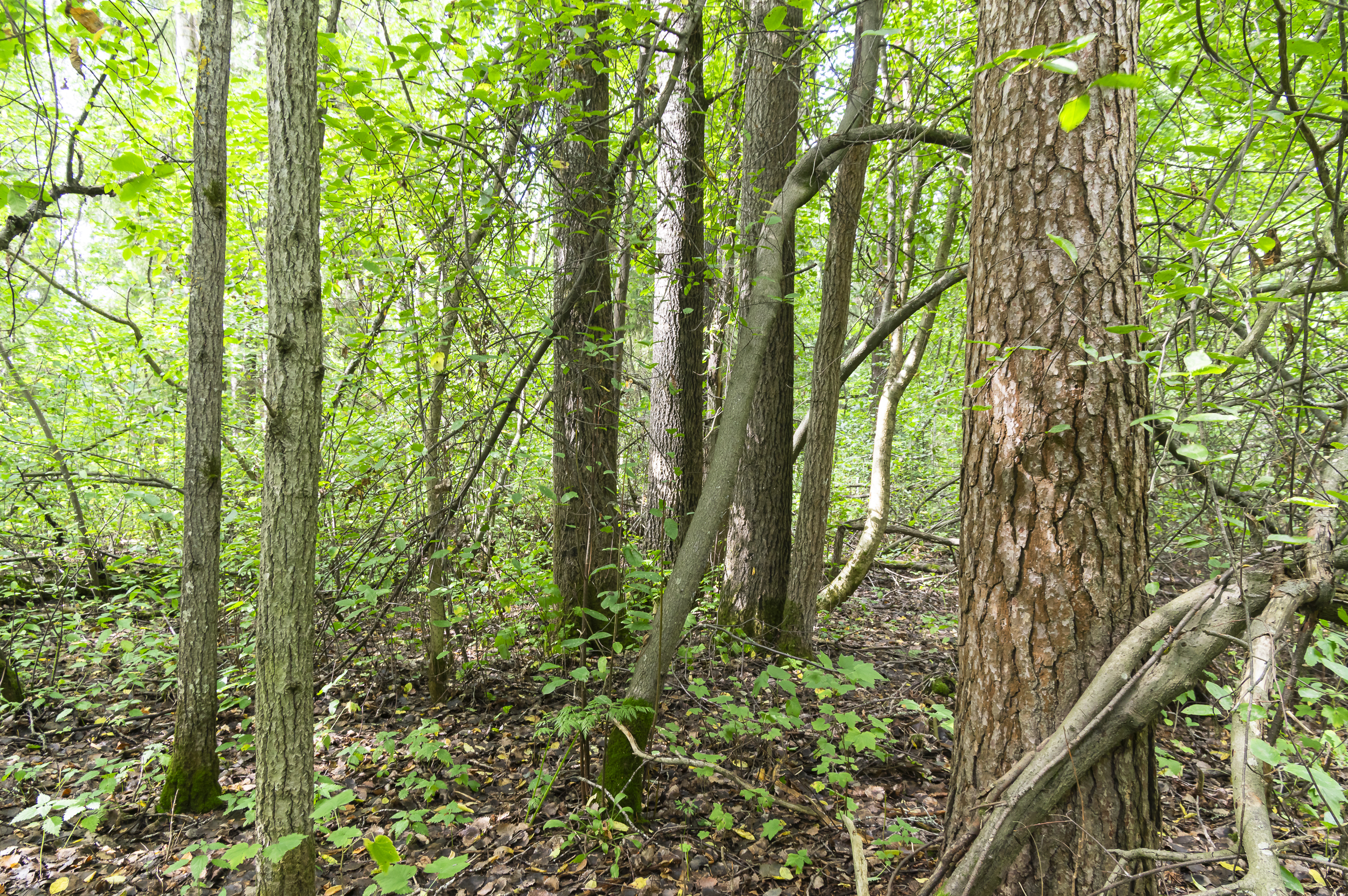 kuvassa on Hietasaaren lahopuurikasta metsää kesällä