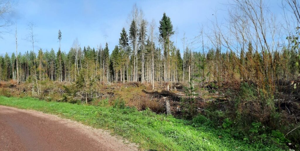 Auranmajan kuntoradan varresta kaadettua mets&auml;&auml; kaava-alueella 2023