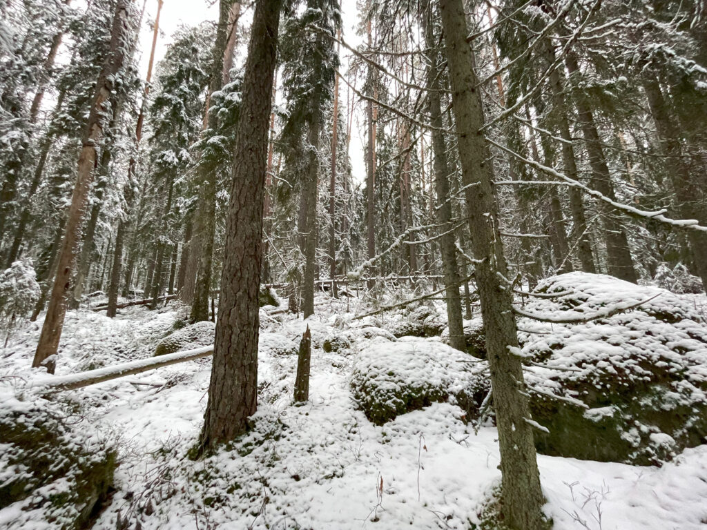 Talvinen metsämaisema Padasjoen Ammajanvuorelta. Vanhaa korpea. Kaatuneita puita ja suuria kiviä, joiden päällä on lumikerros.