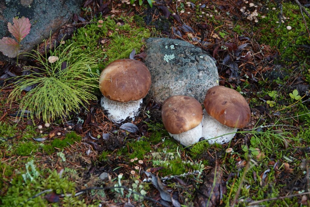Pieniä herkkutatteja kasvamassa.