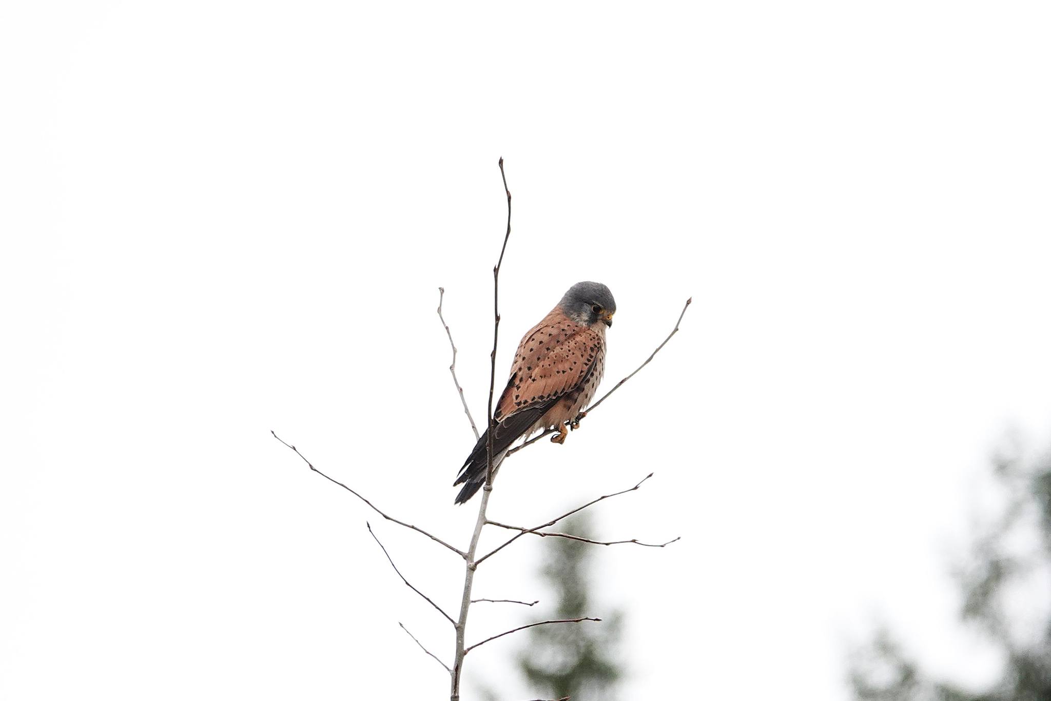 Tuulihaukka tarkkailee maastoa tornin läheisyydessä.