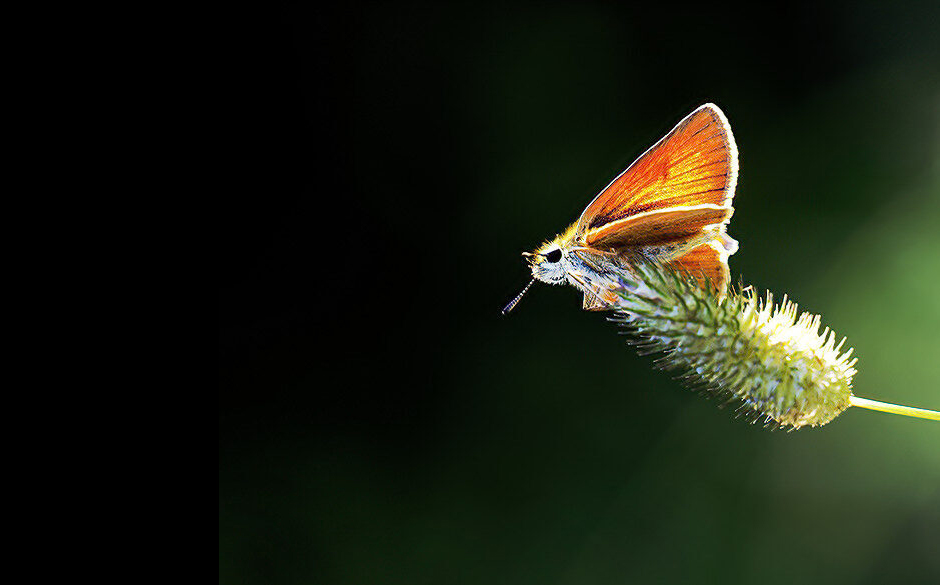 Perhonen laskeutuu heinän päälle.