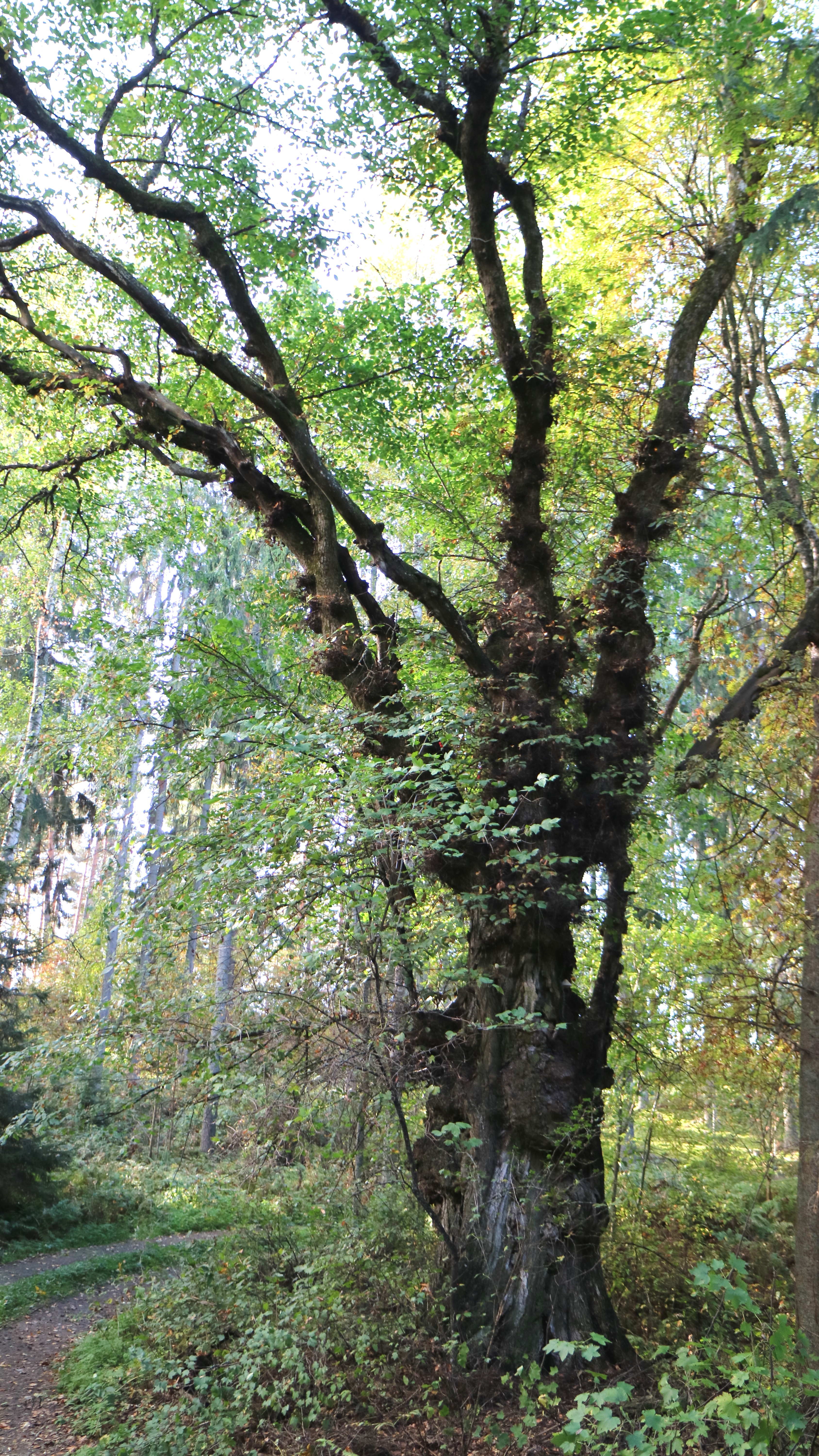 Kuvassa vanha kyn&auml;jalava mets&auml;maisemassa.