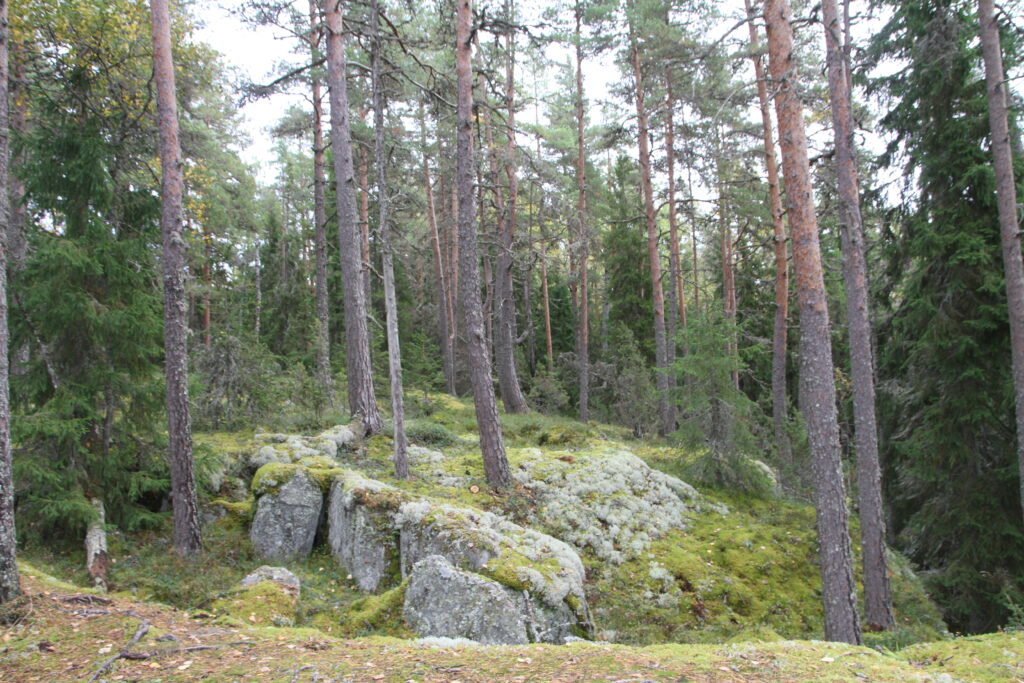 Sammaleinen, jäkälän peittämä kalliokumpare ja mäntyjä ja kuusia metsässä.