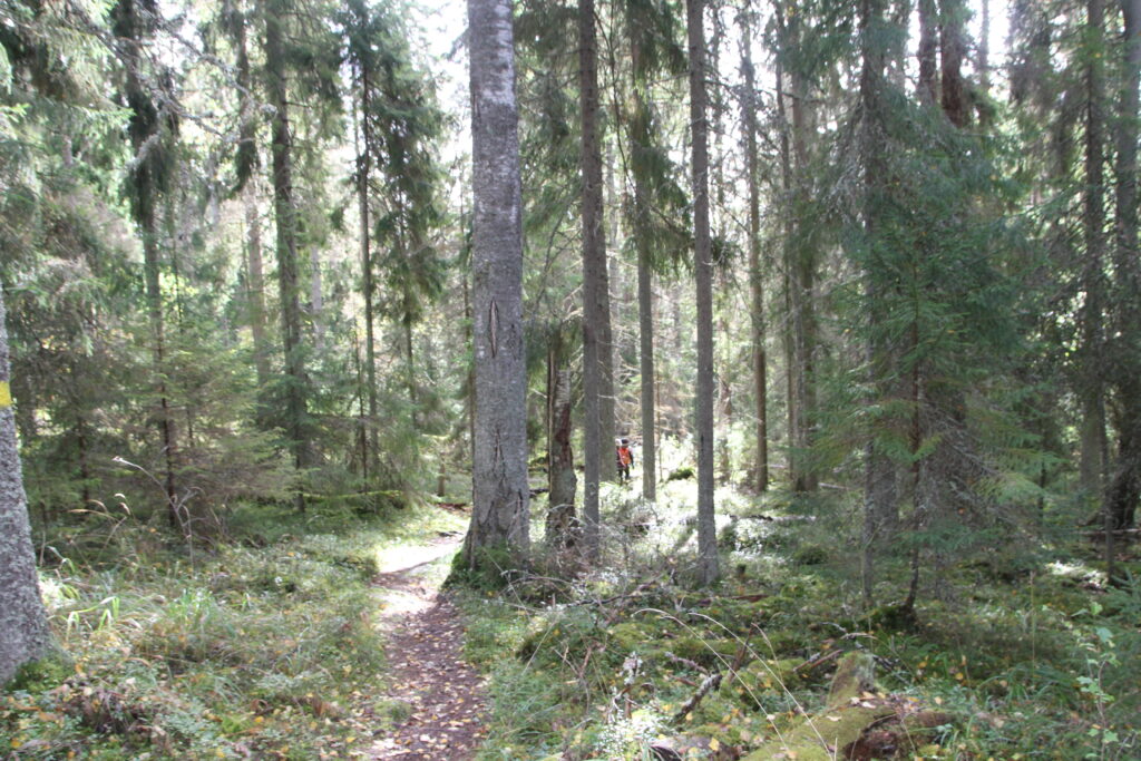 Metsäpolku havumetsässä, kaukana polulla kävelijä oranssissa huomioliivissä.