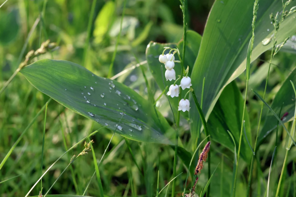 Kielo (Convallaria majalis).