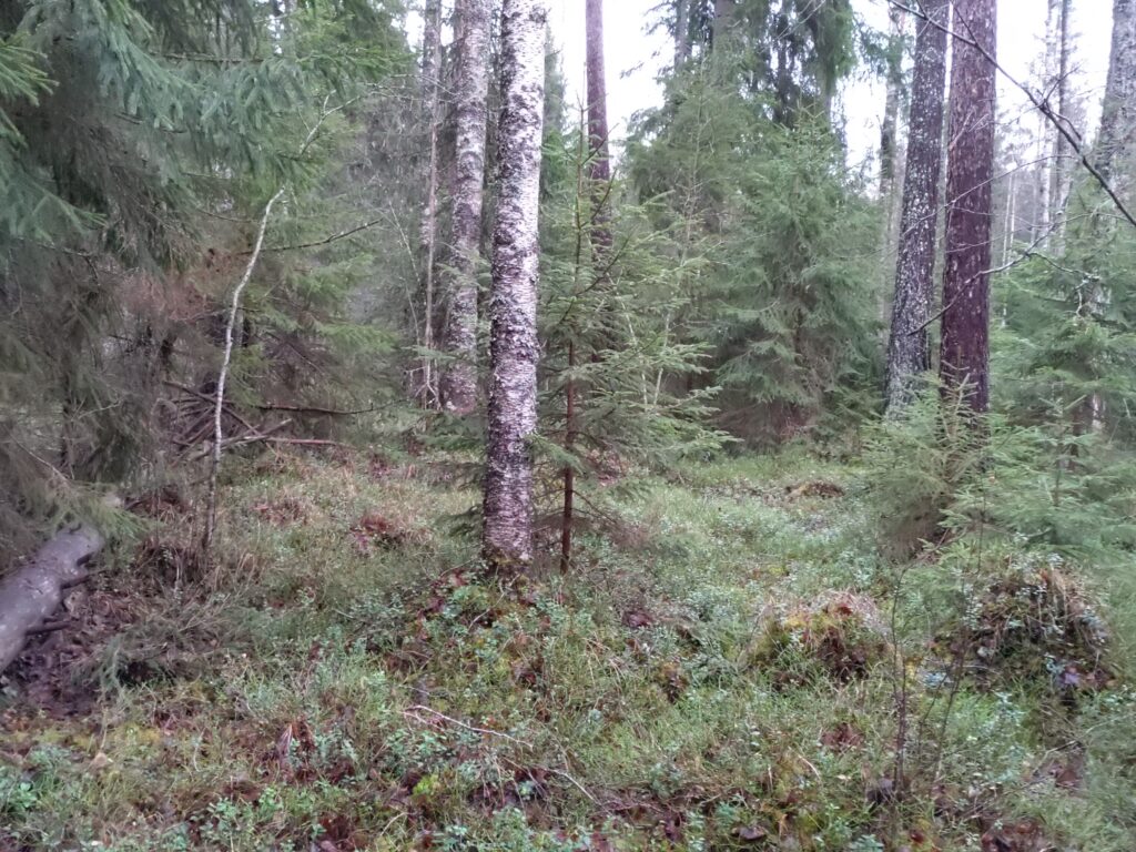 kuva korpilaikusta, jossa n&auml;kyy puuston erirakenteisuus kuten eri puulajit ja eri ik&auml;iset puut.