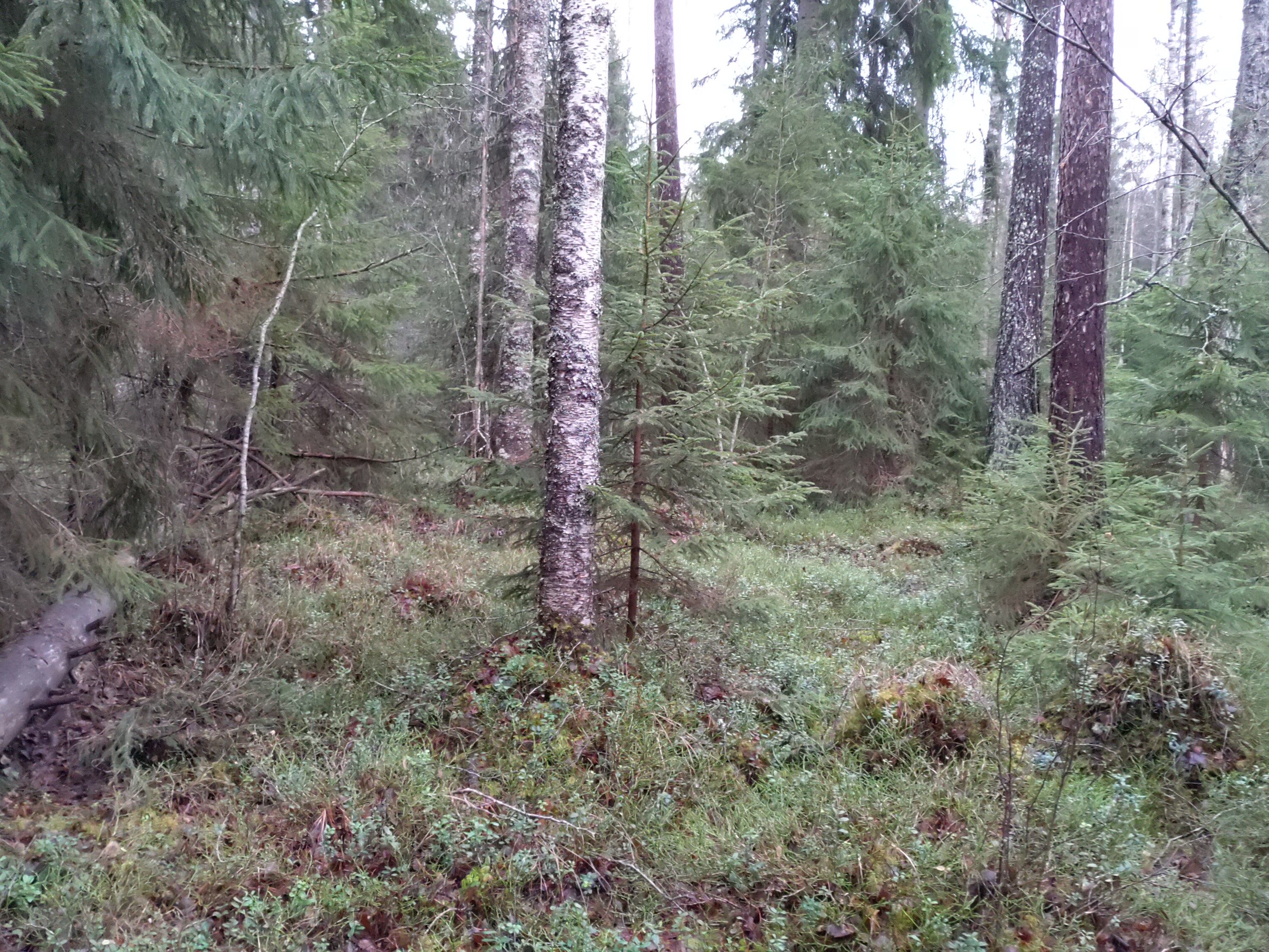 kuva korpilaikusta, jossa näkyy puuston erirakenteisuus kuten eri puulajit ja eri ikäiset puut.