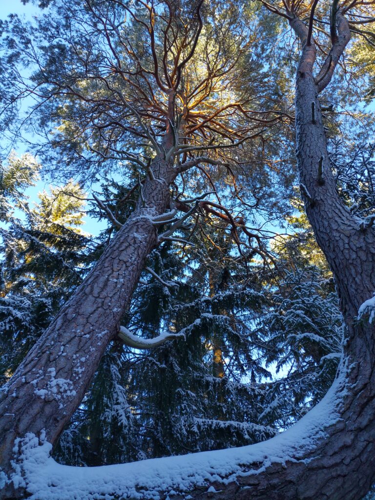Vanha erikoisesti haarautunut mänty.