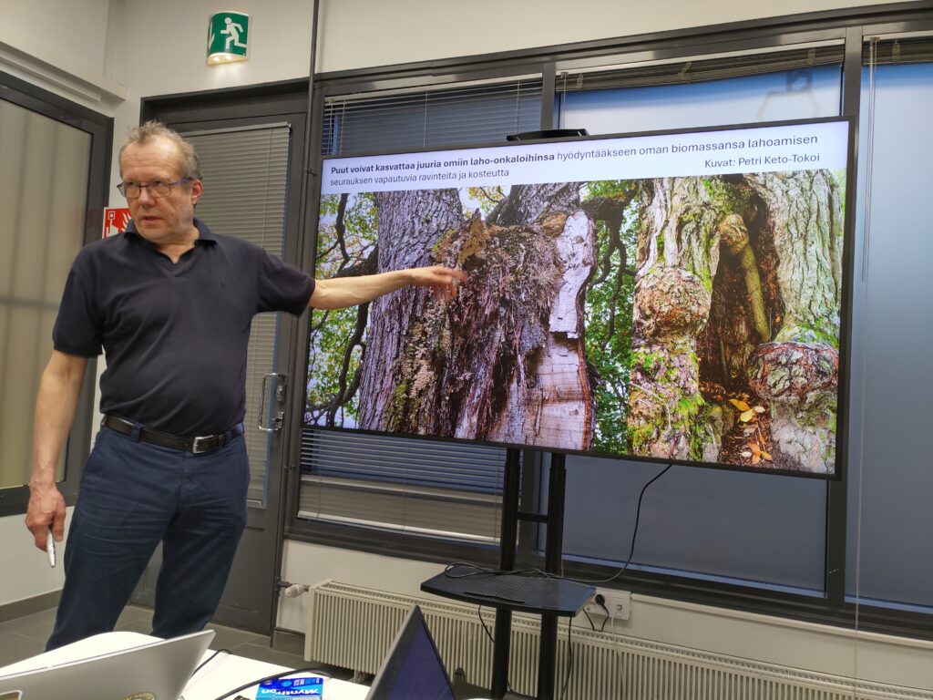 Petri Keto-Tokoi kertoo, ett&auml; vanhat puut voivat jopa hy&ouml;dynt&auml;&auml; omaa lahoa puuainestaan kasvuunsa.