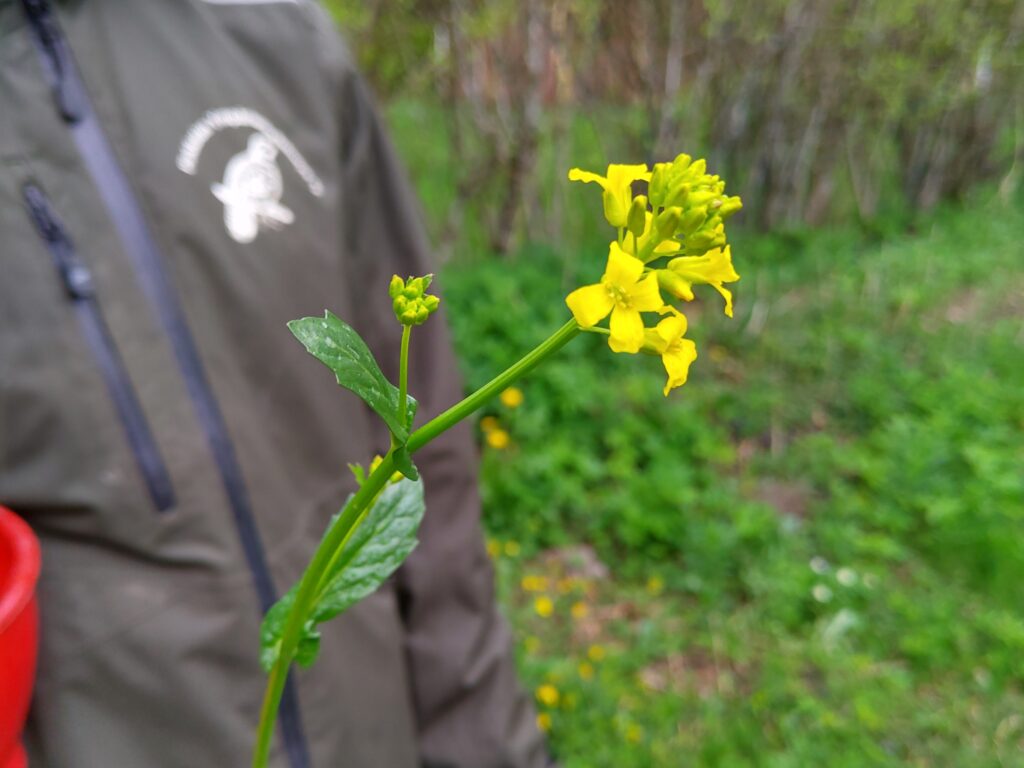 Peltokanankaali.