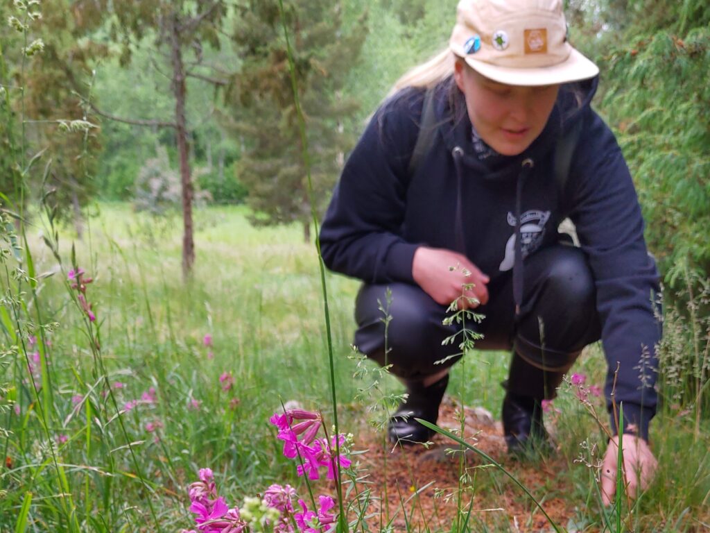 Aatos Lassila esittelee mäkitervakkoa.