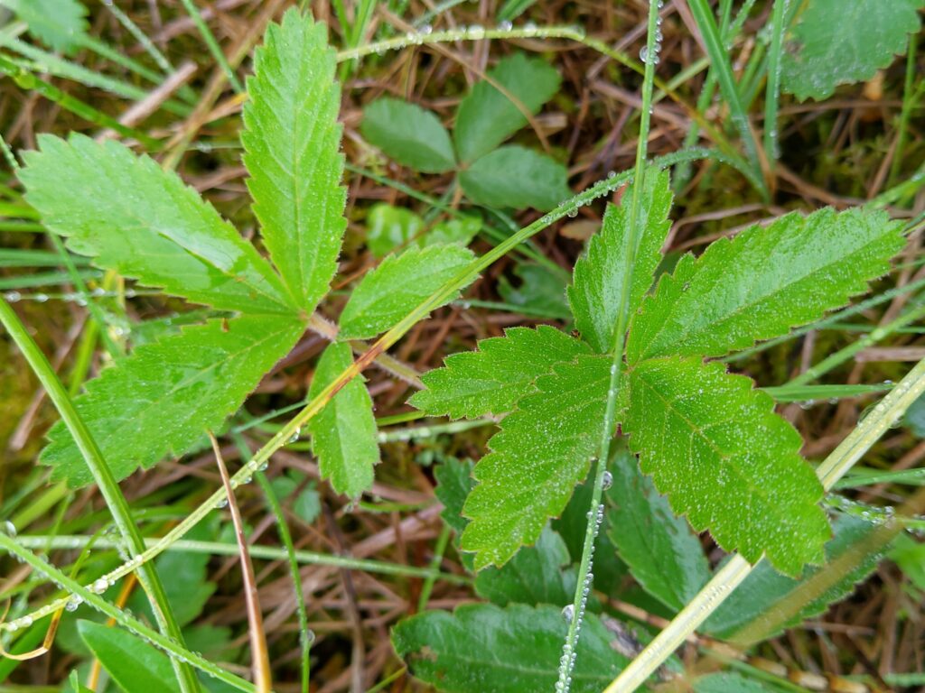 Kurjenjalka.