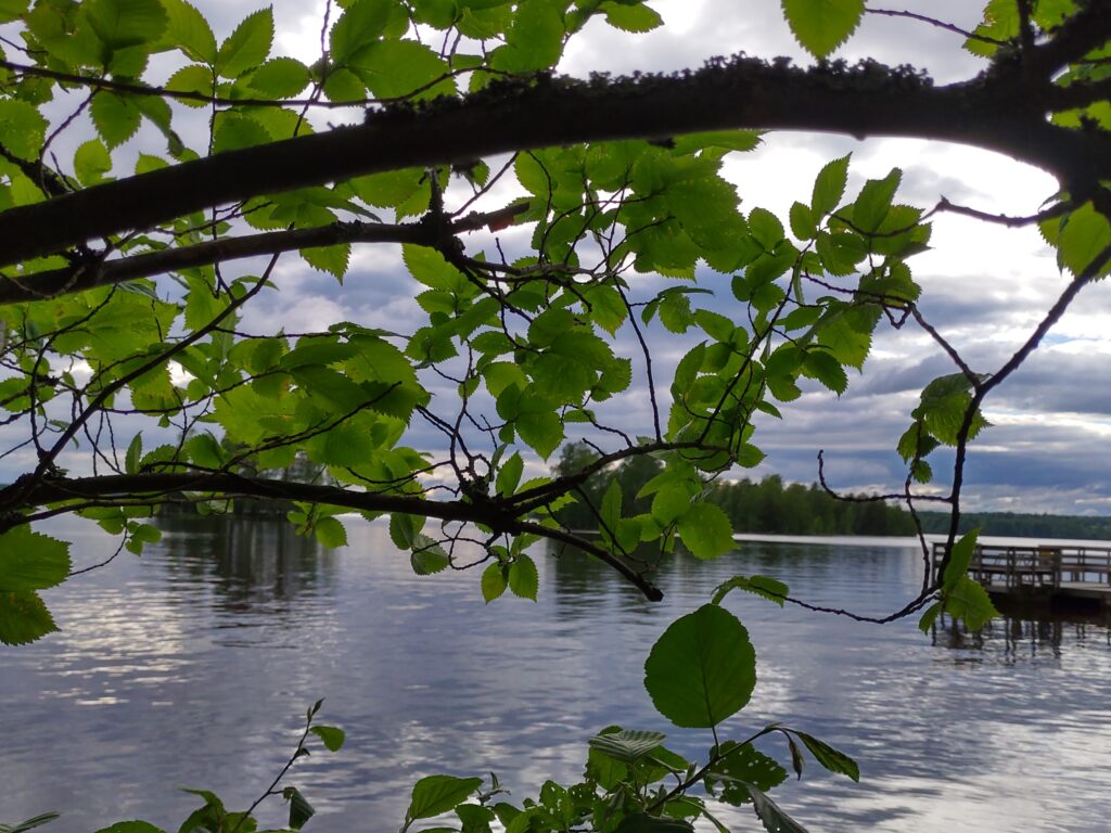 Maisema Reipin rannasta ja etualalla kynäjalavan oksistoa.