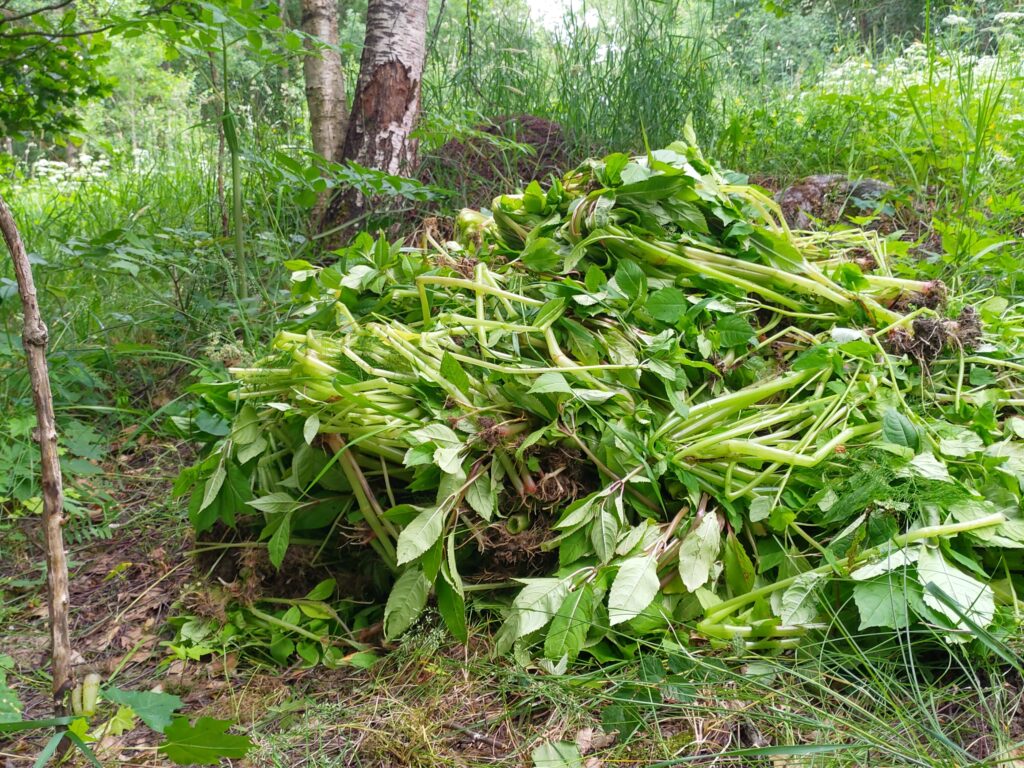 Kitketyt jättipalsaminvarret on jätetty kasaan kuivumaan, koska niissä ei ollut kukintoja.