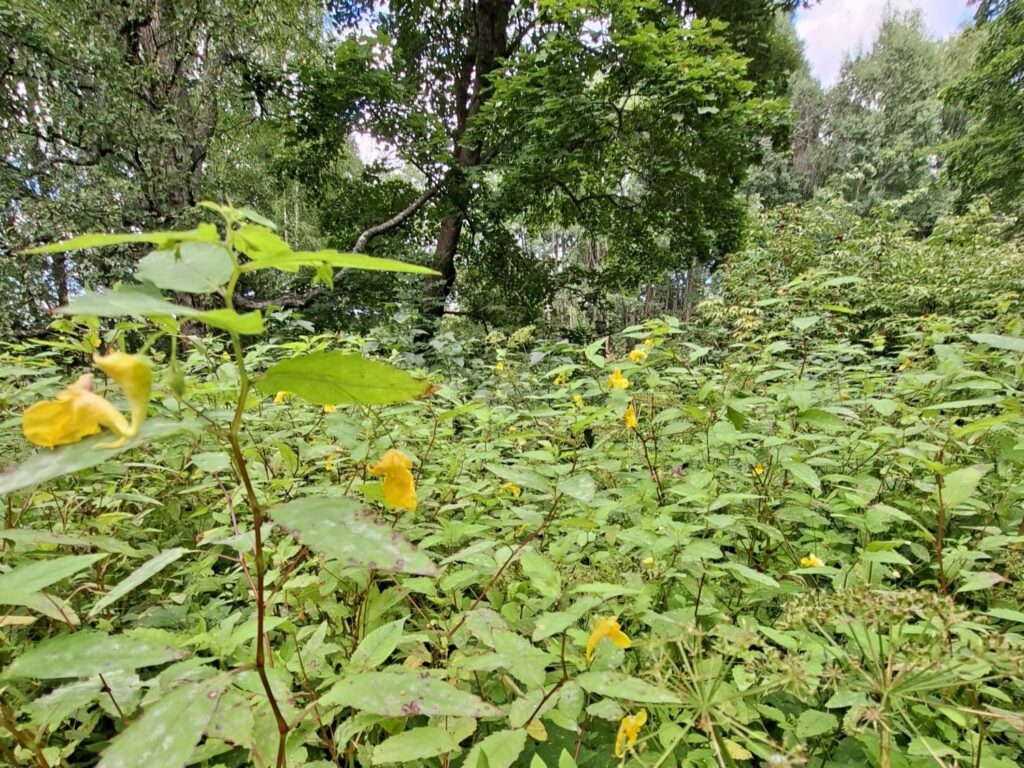 Lehtopalsami kukkii komeasti Haikan kartanopuistossa, kun jättipalsamia on kitketty pois.