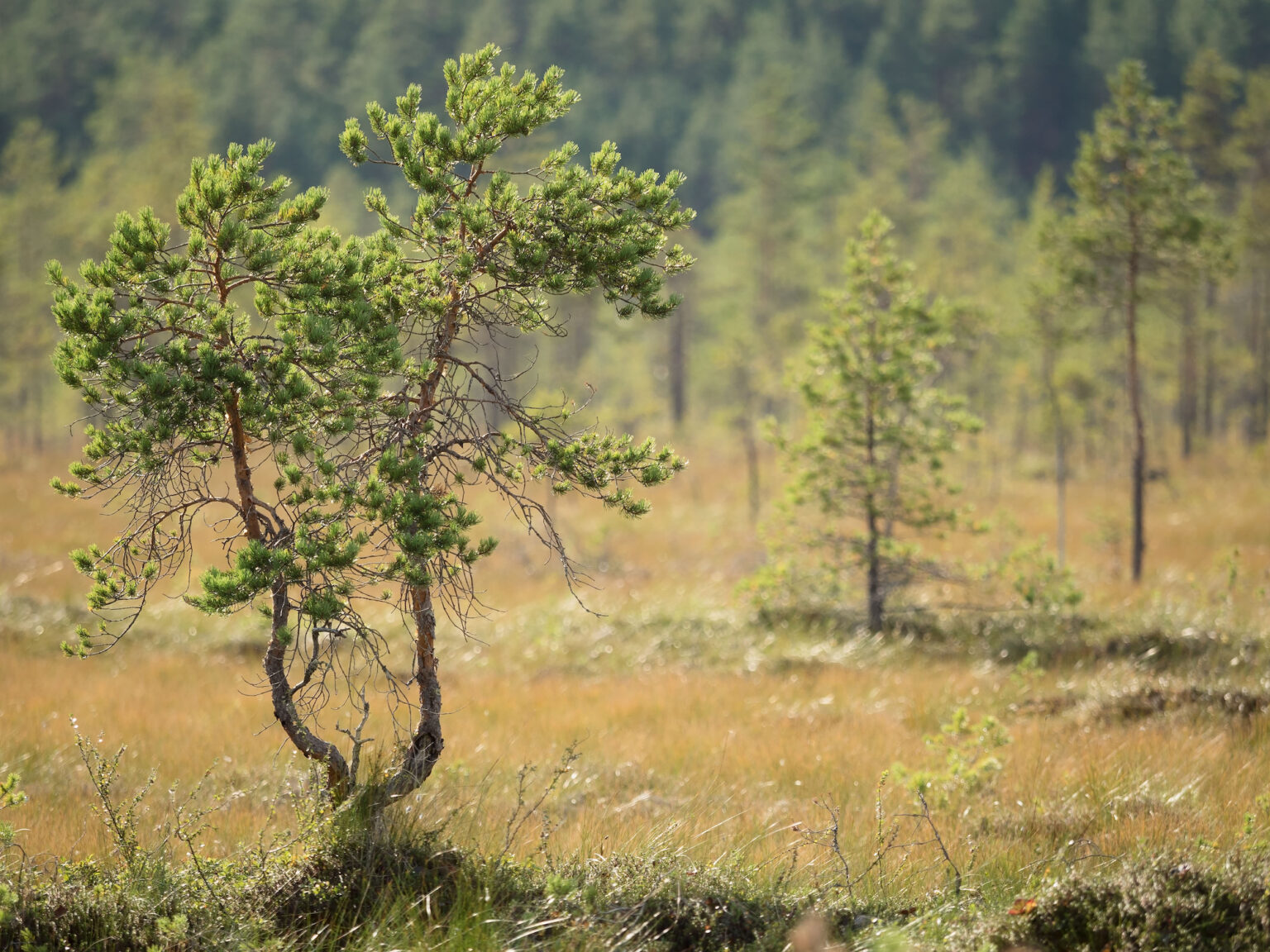 Suomen Ranta Vastaselitys Itä-Suomen hallinto-oikeudelle Kolin Rintasenvaaran ranta ...