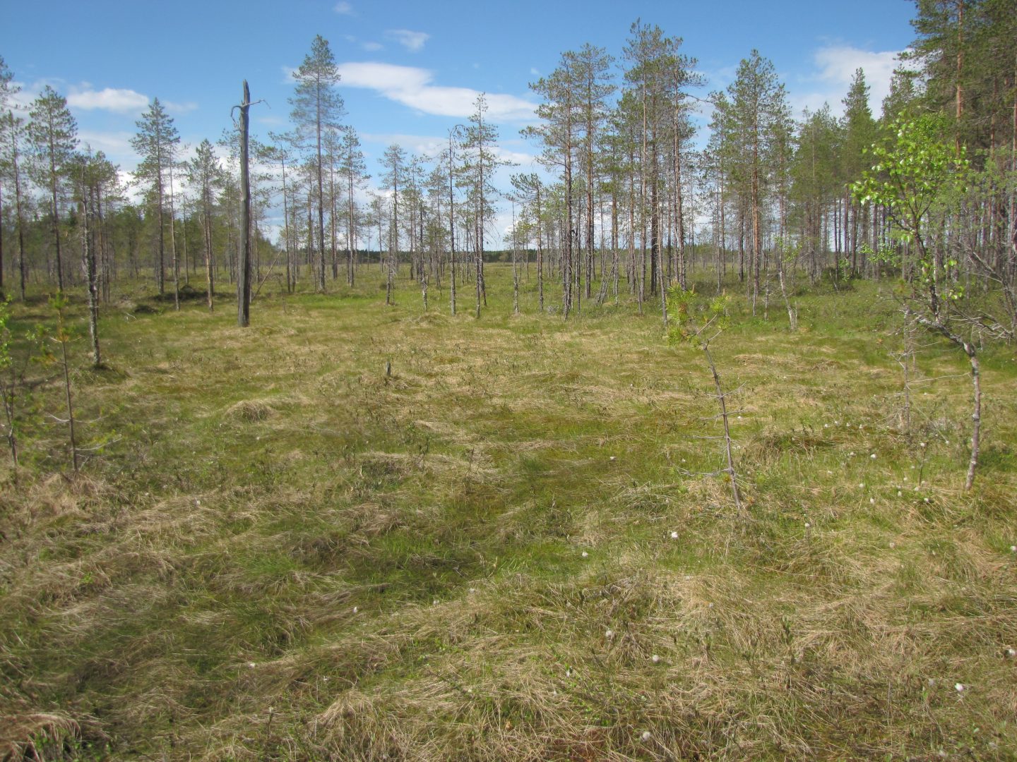 Kuvassa Iso Pajusuo Pyhännältä