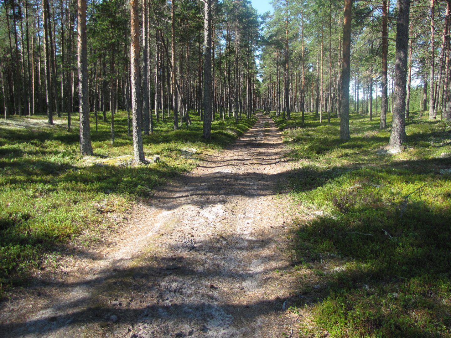 vanha metsätie kankaalla