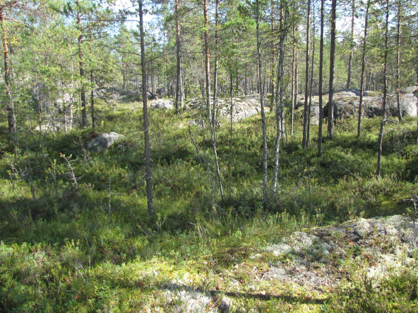 kallioinen metsä