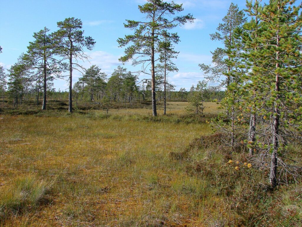 Laukkulamminsuo