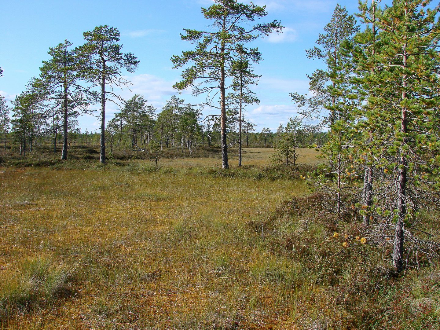 Laukkulamminsuo