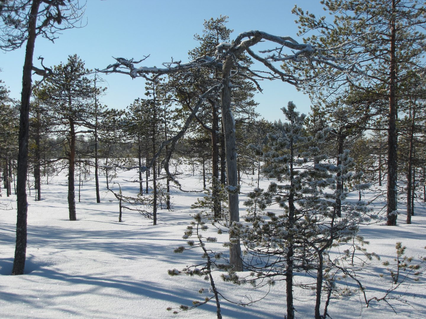 talvinen suo
