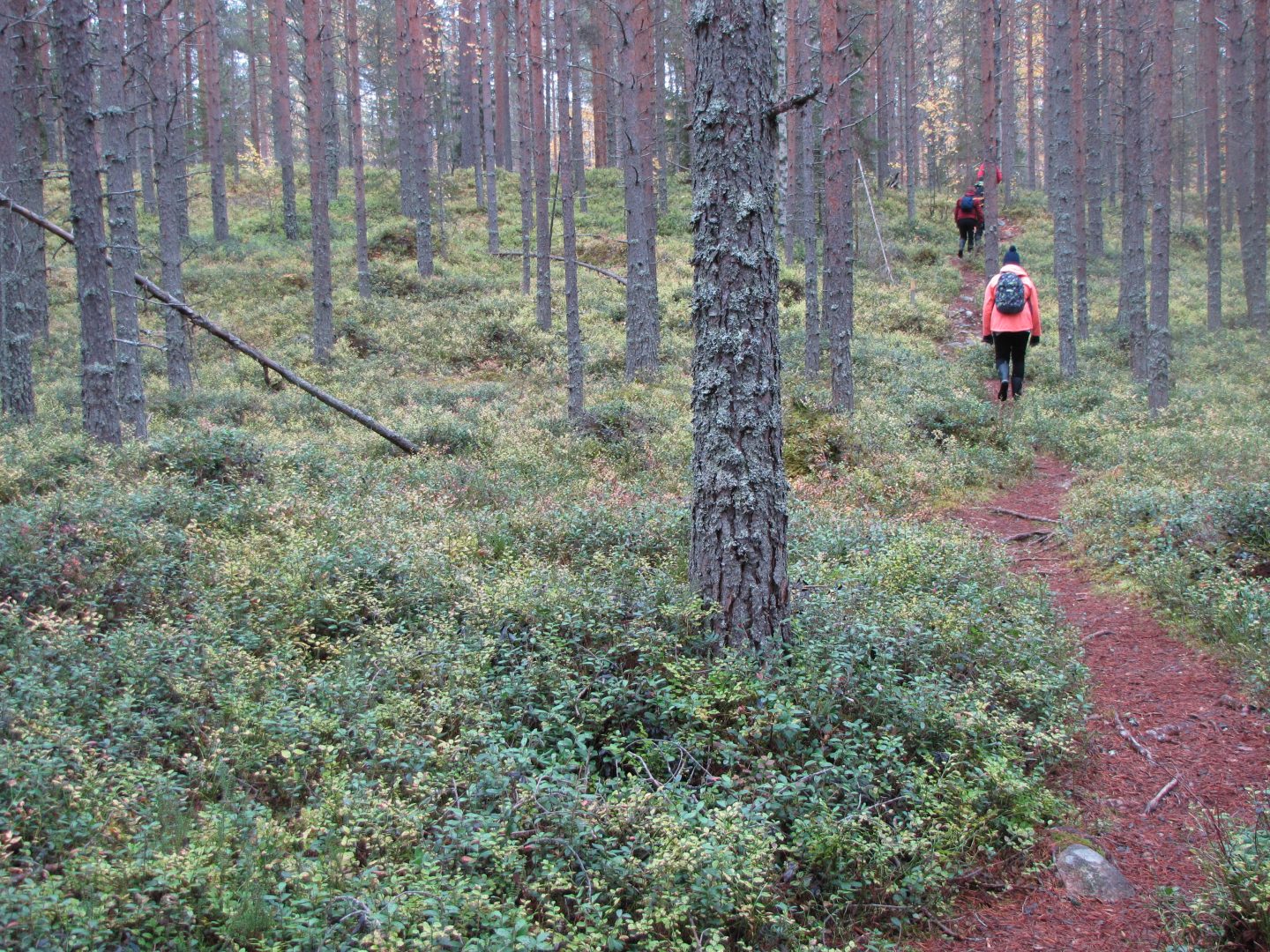 Metsäpolulla kulkijoita