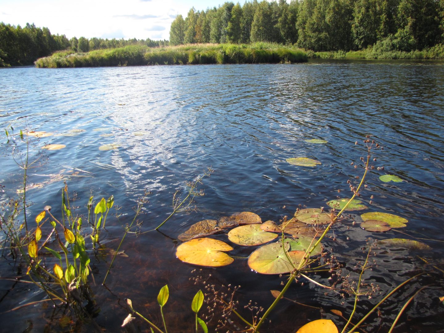 Kiiminkijokea. Kuva: Merja Ylönen