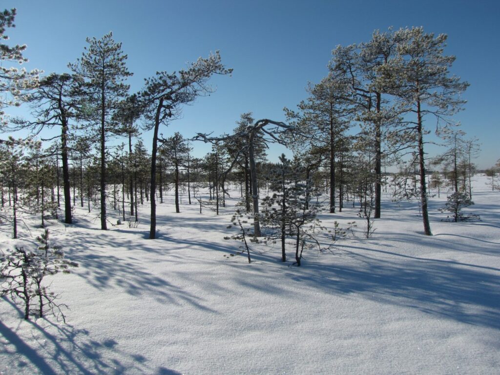 talvinen suo