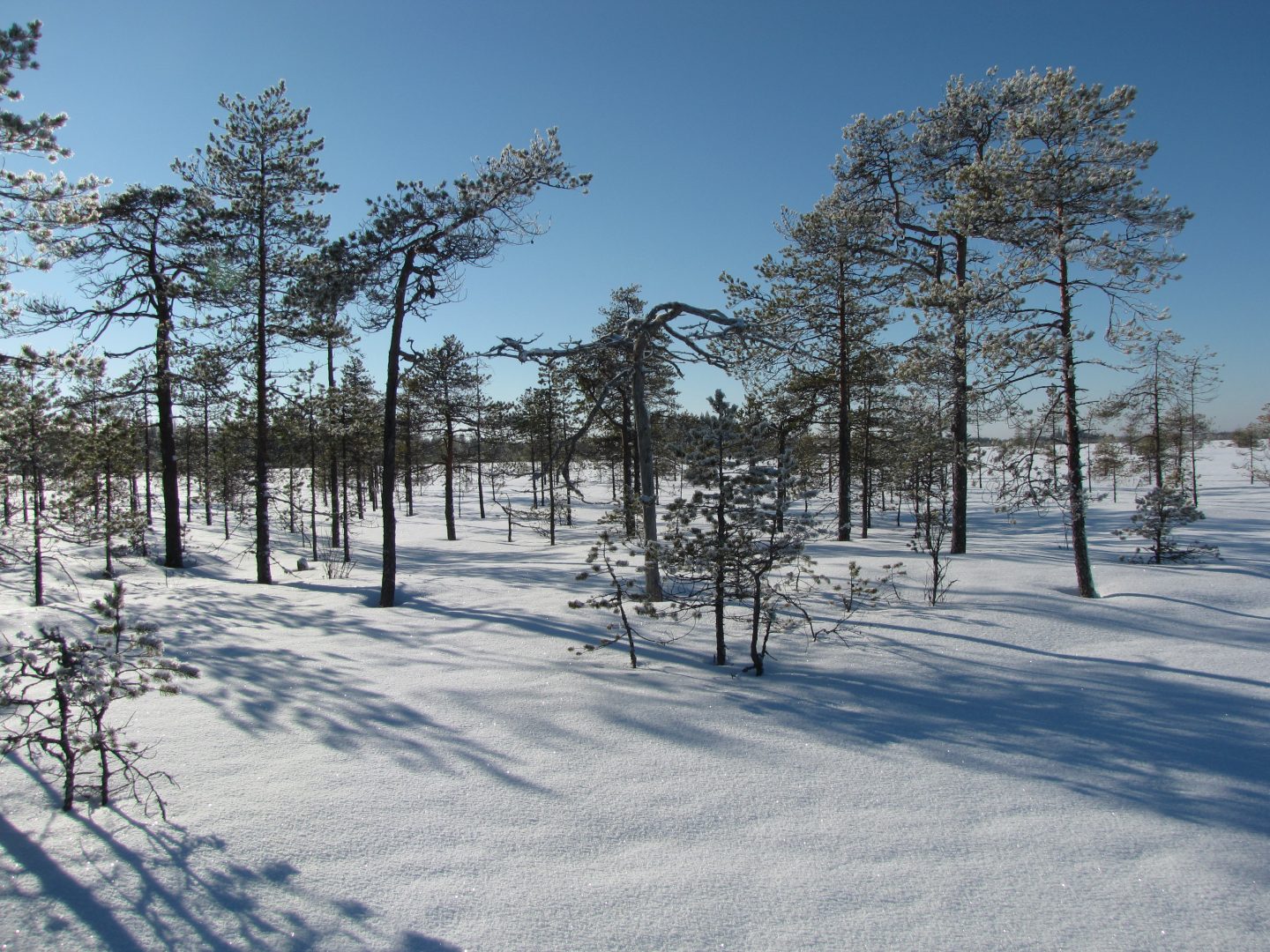 talvinen suo