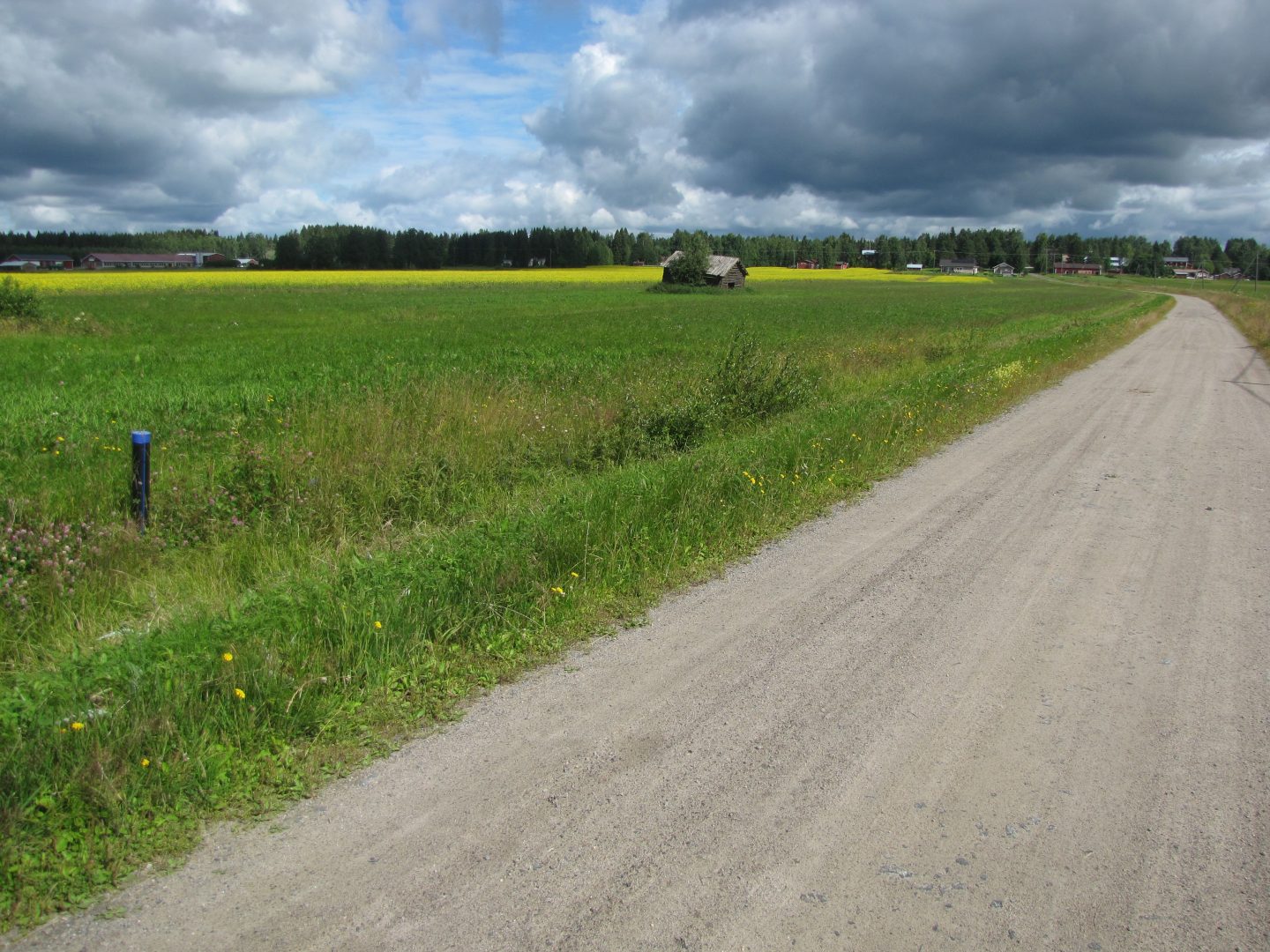 peltomaisema