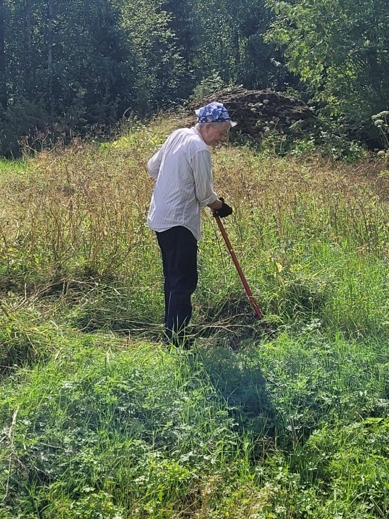 Merja niittää Haaranniityllä
