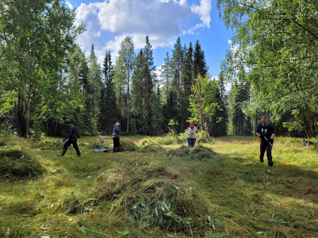 Niittoa Sarviselänkankaalla 2025