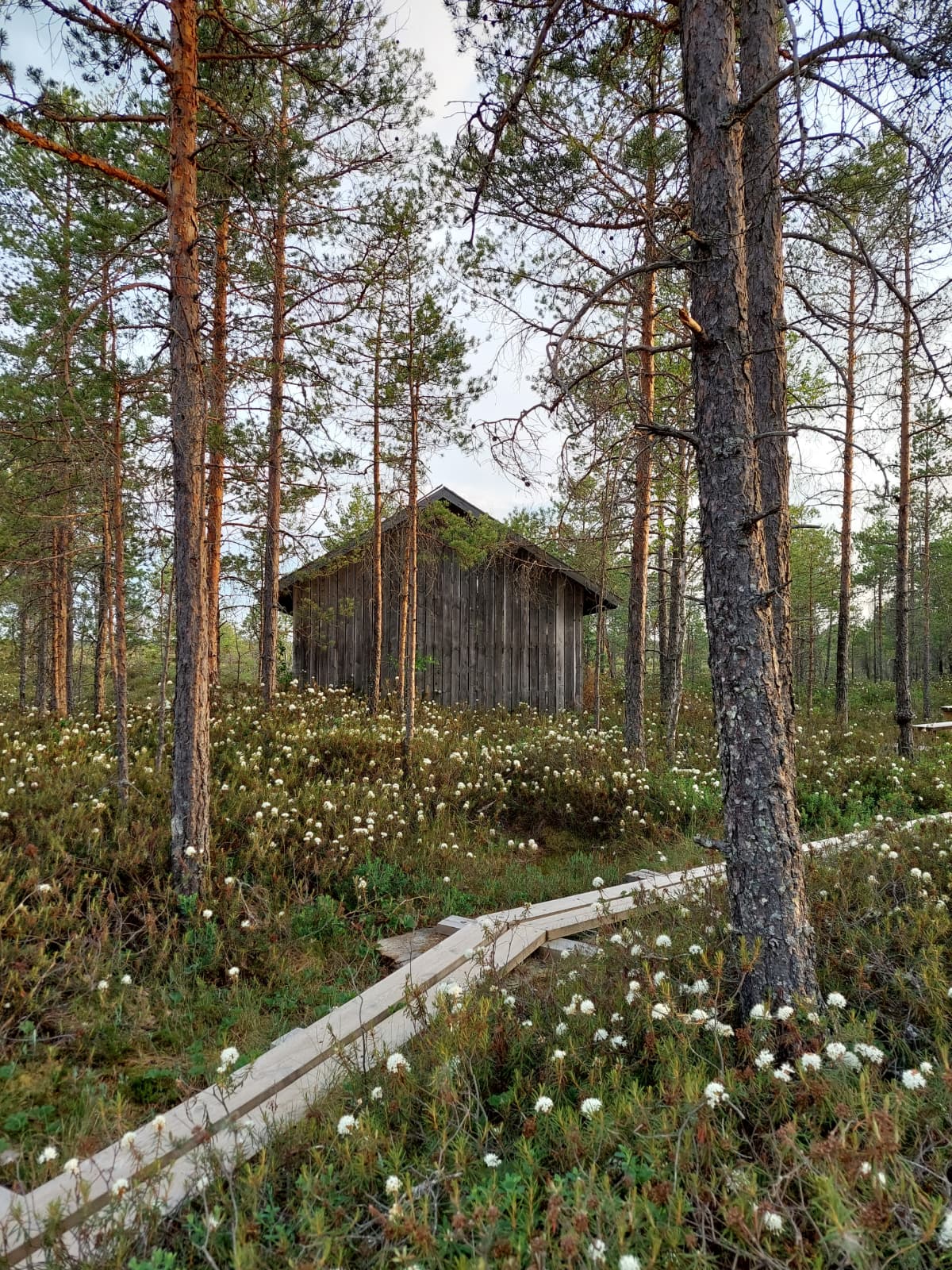 Isojärvi-Puurisuon kansallispuisto