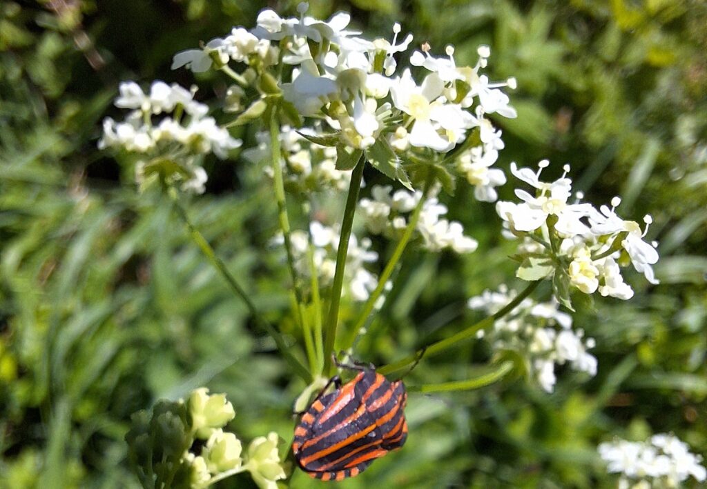 Pyjamalude kiipeilee kukassa. Strimlus klättrar på en blomma.