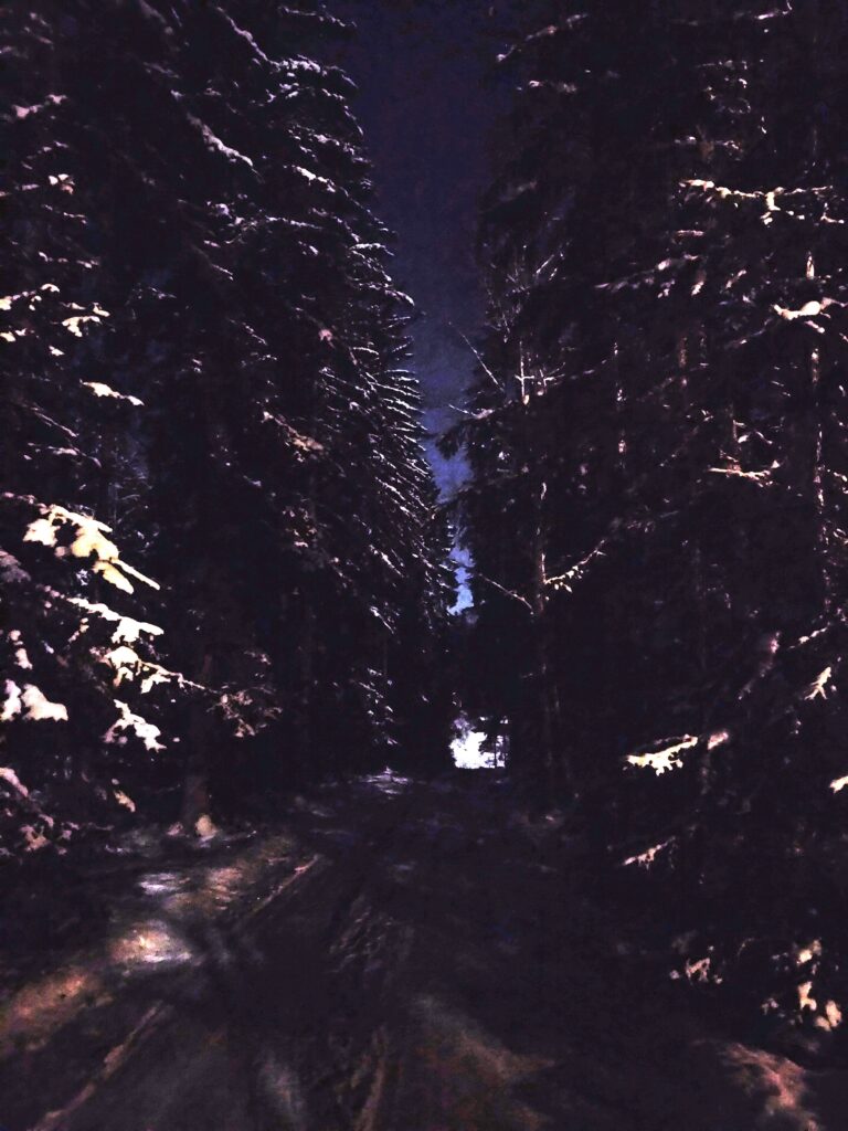 Talvinen metsä yöllä.