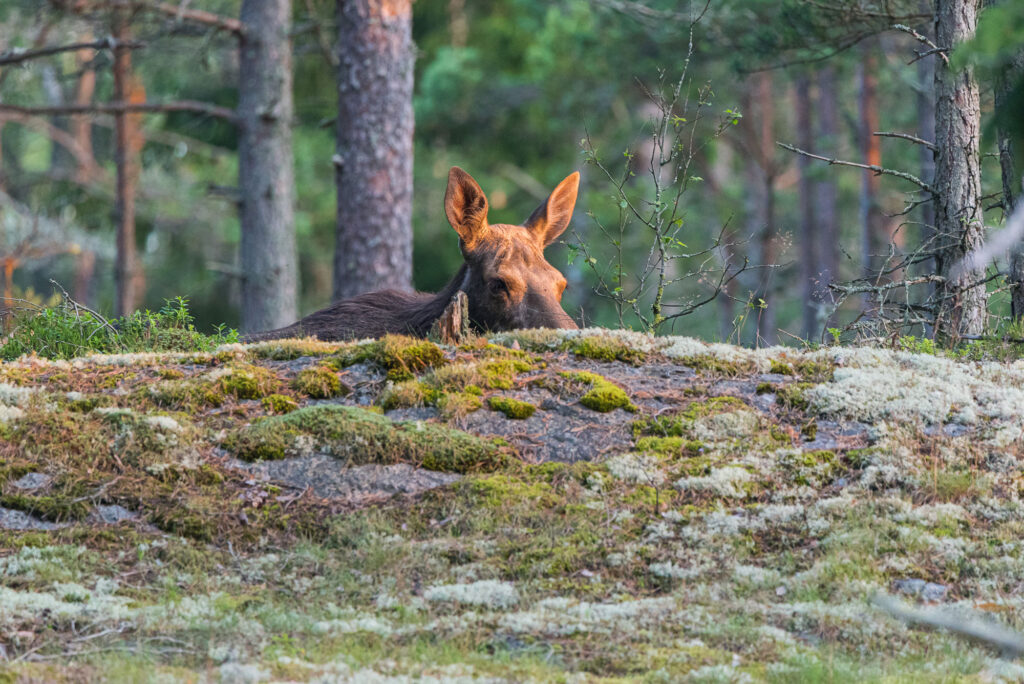 Hirvi piilossa mets&auml;ss&auml;.