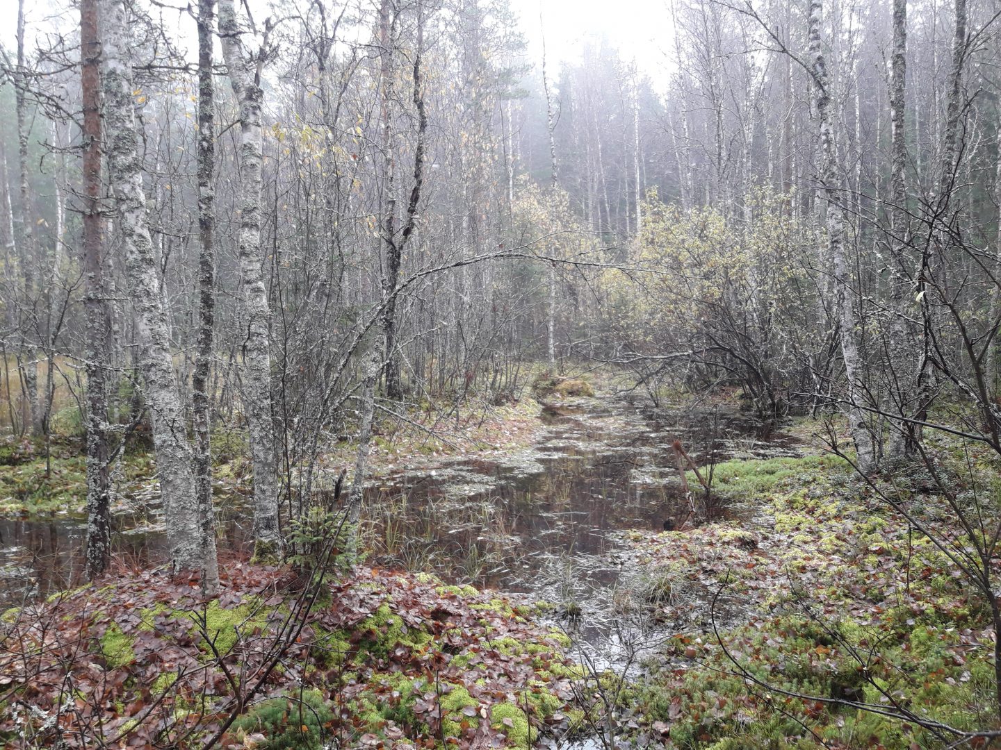 Riihimäki, Mäntyharju. Kuva: Miia Kuisma