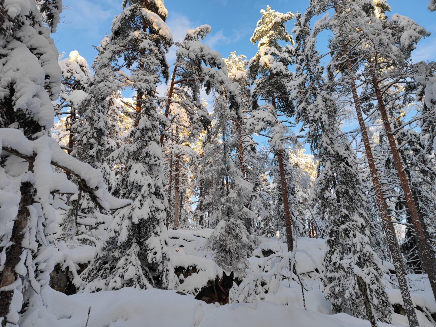 Metsää