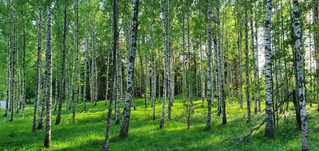 Keväinen koivumetsä. Sekä maa että koivujen lehdet hohtavat vaaleanvihreinä.